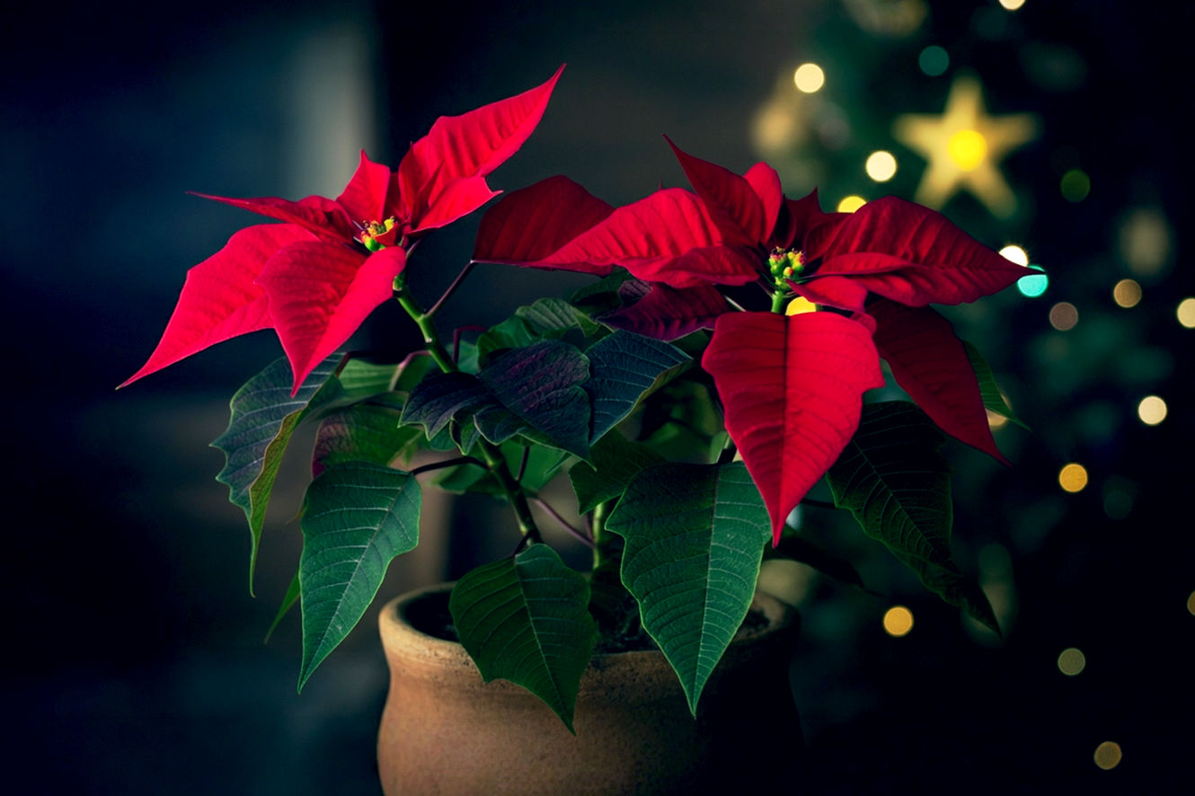 A highly detailed, lifelike, professional photography-style image illustrating the comprehensive scope of the poinsettia's meaning at Christmas. The central focus is a vibrant, healthy red poinsettia plant, perhaps in a rustic pot, positioned in the foreground. In the softly blurred background, subtly hint at its historical and cultural journey: a faint, ethereal glow suggesting a star (Star of Bethlehem), a subtle, artistic rendering of ancient Aztec patterns, and a hint of a modern, festive Christmas setting (e.g., blurred Christmas lights or a cozy fireplace). The lighting should be warm, inviting, and slightly magical, emphasizing the plant's beauty and its deep connection to holiday traditions. The mood is one of reverence, history, and festive warmth.